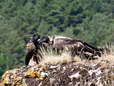 Bearded Vultures - Female & Male (Cazals & Larzac) - 2 months old juveniles (Gypaetus barbatus) - Castel de Cantobre G&icirc;tes, Aveyron, France