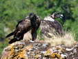 Bearded Vultures - Female & Male (Cazals & Larzac) - 2 months old juveniles (Gypaetus barbatus) - Castel de Cantobre G&icirc;tes, Aveyron, France
