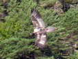 Bearded Vulture - Male (Larzac) - 2 months old juvenile (Gypaetus barbatus) - Castel de Cantobre G&icirc;tes, Aveyron, France