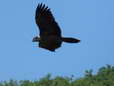 Bearded Vulture - Female (Cazals) - 2 months old juvenile (Gypaetus barbatus) - Castel de Cantobre G&icirc;tes, Aveyron, France