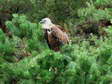 Griffon Vulture (Gyps fulvus) - Castel de Cantobre G&icirc;tes, Aveyron, France