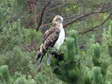 Short-toed (Snake) Eagle (Circaetus gallicus) - Castel de Cantobre G&icirc;tes, Aveyron, France