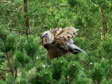 Griffon Vulture (Gyps fulvus) - Castel de Cantobre G&icirc;tes, Aveyron, France