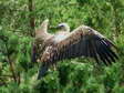 Griffon Vulture (Gyps fulvus) - Castel de Cantobre G&icirc;tes, Aveyron, France