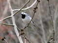 White Wagtail (Motacilla alba) - Castel de Cantobre G&icirc;tes, Aveyron, France