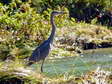 Grey Heron (Ardea cinerea) - Castel de Cantobre G&icirc;tes, Aveyron, France