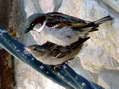 House Sparrows (Passer domesticus) - Castel de Cantobre G&icirc;tes, Aveyron, France