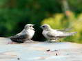 Crag Martins (Ptyonoprogne rupestris) - Castel de Cantobre G&icirc;tes, Aveyron, France