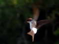 House Martin (Delichon urbicum) - Castel de Cantobre G&icirc;tes, Aveyron, France