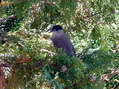 Male Blackcap (Sylvia atricapilla) - Castel de Cantobre G&icirc;tes, Aveyron, France