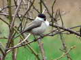 Willow Tit (Poecile montanus) - Castel de Cantobre G&icirc;tes, Aveyron, France