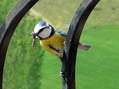 Blue Tit (Parus caeruleus or Cyanistes caeruleus) - Castel de Cantobre G&icirc;tes, Aveyron, France