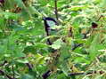Great Tit (Parus major) - Castel de Cantobre G&icirc;tes, Aveyron, France
