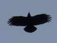 Red-billed Chough (Pyrrhocorax pyrrhocorax) - Castel de Cantobre G&icirc;tes, Aveyron, France