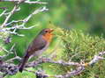 European Robin (Erithacus rubecula) - Castel de Cantobre G&icirc;tes, Aveyron, France