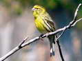 European Serin (Serinus serinus) - Castel de Cantobre G&icirc;tes, Aveyron, France