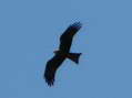 Black Kite (Milvus migrans) - Castel de Cantobre G&icirc;tes, Aveyron, France