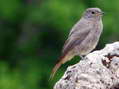 Redstart (Phoenicurus phoenicurus) - Castel de Cantobre G&icirc;tes, Aveyron, France