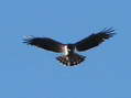 Short-toed (Snake) Eagle (Circaetus gallicus) - Castel de Cantobre G&icirc;tes, Aveyron, France