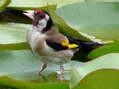 European Goldfinch (Carduelis carduelis) - Castel de Cantobre G&icirc;tes, Aveyron, France