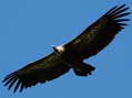 Griffon Vulture (Gyps fulvus) - Castel de Cantobre G&icirc;tes, Aveyron, France