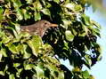 Common Blackbird - Female (Turdus merula) - Castel de Cantobre G&icirc;tes, Aveyron, France