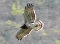 Short-toed (Snake) Eagle (Circaetus gallicus) - Castel de Cantobre G&icirc;tes, Aveyron, France