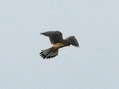 Common Kestrel (Falco tinnunculus) - Castel de Cantobre G&icirc;tes, Aveyron, France