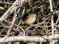 Chiffchaff (Phylloscopus collybita) - Castel de Cantobre G&icirc;tes, Aveyron, France