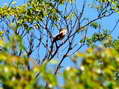 Common Nightingale (Luscinia megarhynchos) - Castel de Cantobre G&icirc;tes, Aveyron, France