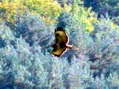 European Honey-buzzard (Pernis apivorus) - Castel de Cantobre G&icirc;tes, Aveyron, France
