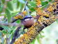 Southern Nuthatch (Sitta europaea caesia) - Castel de Cantobre G&icirc;tes, Aveyron, France