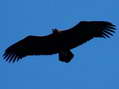 Eurasian Black or Cinereous Vulture (Aegypius monachus) - Castel de Cantobre G&icirc;tes, Aveyron, France