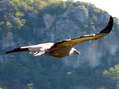Griffon Vulture (Gyps fulvus) - Castel de Cantobre G&icirc;tes, Aveyron, France