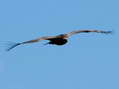 Eurasian Black or Cinereous Vulture? (Aegypius monachus) - Castel de Cantobre G&icirc;tes, Aveyron, France