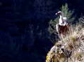 Griffon Vulture (Gyps fulvus) - Castel de Cantobre G&icirc;tes, Aveyron, France