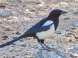 Magpie (Pica pica) - Castel de Cantobre G&icirc;tes, Aveyron, France