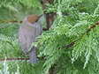 Female or Juvenile Blackcap (Sylvia atricapilla) - Castel de Cantobre G&icirc;tes, Aveyron, France