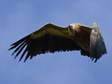 Griffon Vulture (Gyps fulvus) - Castel de Cantobre G&icirc;tes, Aveyron, France