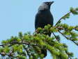 Western Jackdaw (Corvus monedula) - Castel de Cantobre G&icirc;tes, Aveyron, France