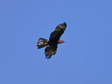 Golden Eagle (Aquila chrysaetos) - Castel de Cantobre G&icirc;tes, Aveyron, France