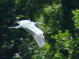 Grey Heron (Ardea cinerea) - Castel de Cantobre G&icirc;tes, Aveyron, France
