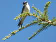 House Martin (Delichon urbicum) - Castel de Cantobre G&icirc;tes, Aveyron, France