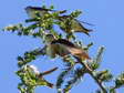 House Martin (Delichon urbicum) - Castel de Cantobre G&icirc;tes, Aveyron, France