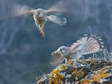 Common Kestrel (Falco tinnunculus) - Castel de Cantobre G&icirc;tes, Aveyron, France