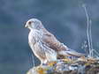 Common Kestrel (Falco tinnunculus) - Castel de Cantobre G&icirc;tes, Aveyron, France