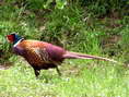 Common Pheasant (Phasianus colchicus) - Castel de Cantobre G&icirc;tes, Aveyron, France