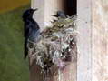 Black Redstart (Phoenicurus ochruros) - Castel de Cantobre G&icirc;tes, Aveyron, France