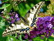 Swallowtail (Papilio machaon) - Castel de Cantobre G&icirc;tes, Aveyron, France