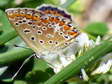 Common Blue (Polyommatus icarus) - Castel de Cantobre G&icirc;tes, Aveyron, France